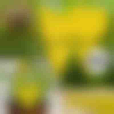 Capcane lipicioase pentru muște (10 buc) | BUGILURE